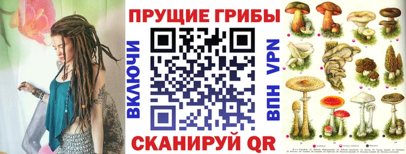 Купить  Валдай  Псилоцибиновые грибы Psilocybe 